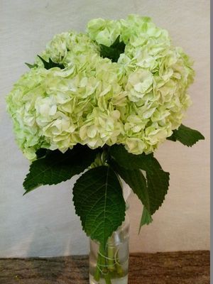 HORT. VERT Colombie